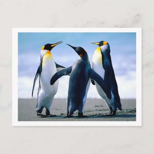 Briefkaart pinguïns (Voorkant)