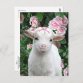 briefkaart "Pinky" (Voorkant / Achterkant)