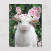 briefkaart "Pinky" (Voorkant)