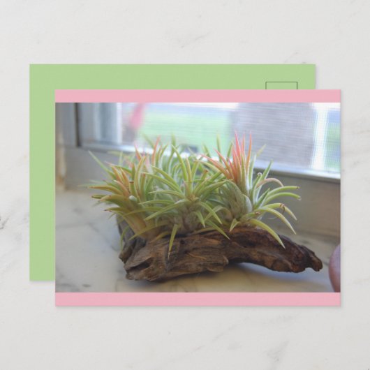 Briefkaart Plant (Voorkant / Achterkant)