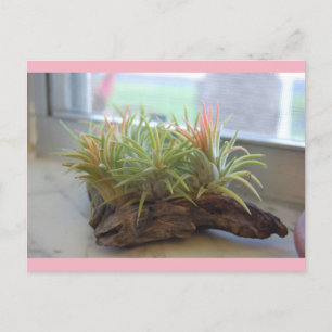 Briefkaart Plant