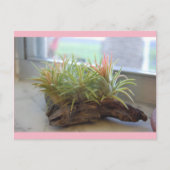 Briefkaart Plant (Voorkant)