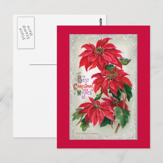 Briefkaart Poinsettias (Voorkant / Achterkant)