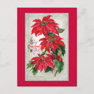 Briefkaart Poinsettias