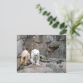 BRIEFKAART POLAR BEER (Staand voorkant)