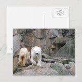 BRIEFKAART POLAR BEER (Voorkant / Achterkant)