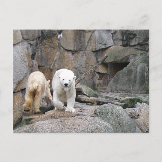 BRIEFKAART POLAR BEER (Voorkant)