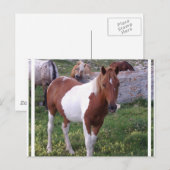 Briefkaart Pony verven (Voorkant / Achterkant)