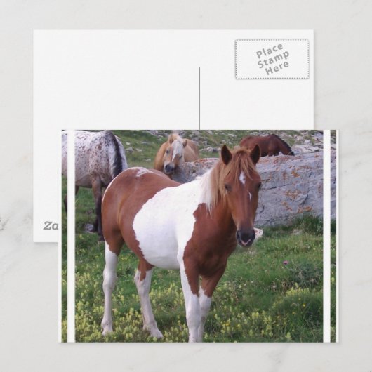 Briefkaart Pony verven (Voorkant / Achterkant)