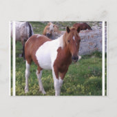 Briefkaart Pony verven (Voorkant)