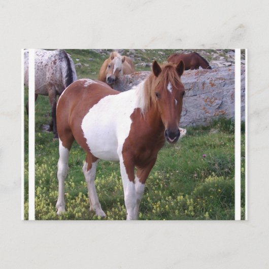 Briefkaart Pony verven (Voorkant)