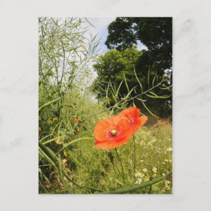 briefkaart "Poppy"