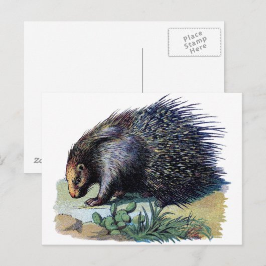 Briefkaart - Porcupine (Voorkant / Achterkant)