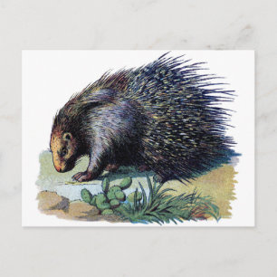 Briefkaart - Porcupine