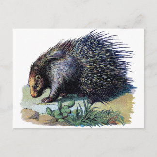 Briefkaart - Porcupine