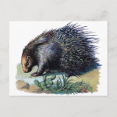Briefkaart - Porcupine (Voorkant)