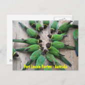 BRIEFKAART - Port Lincoln Parrots Australië (Voorkant / Achterkant)
