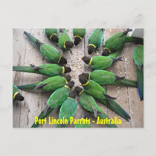 BRIEFKAART - Port Lincoln Parrots Australië (Voorkant)