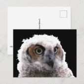 Briefkaart - Portret van Young Owl (Voorkant / Achterkant)