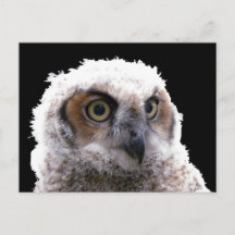 Briefkaart - Portret van Young Owl