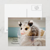 Briefkaart Possum (Voorkant / Achterkant)
