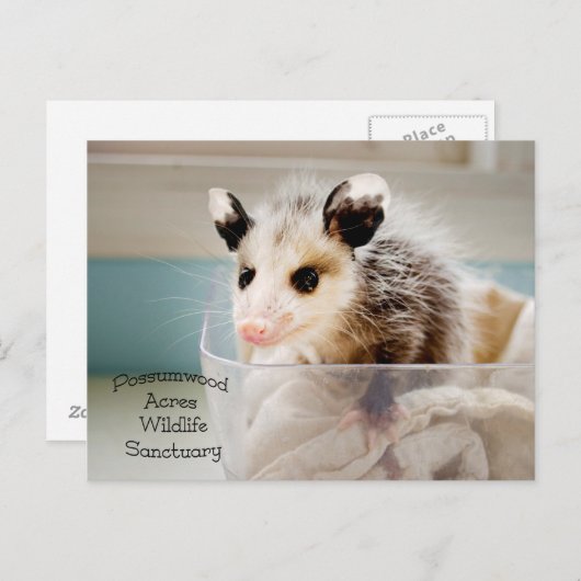 Briefkaart Possum (Voorkant / Achterkant)