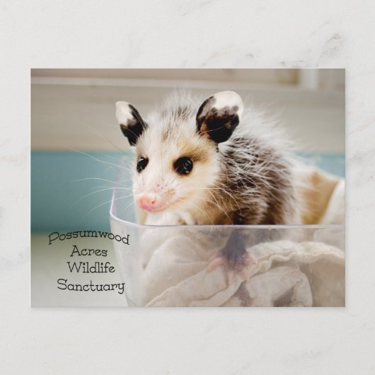 Briefkaart Possum (Voorkant)