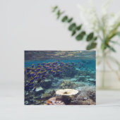 Briefkaart - Powder Blue Surgeon Fish (Staand voorkant)