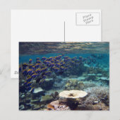 Briefkaart - Powder Blue Surgeon Fish (Voorkant / Achterkant)