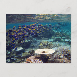 Briefkaart - Powder Blue Surgeon Fish