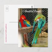 Briefkaart prachtige kleurrijke papaver (Voorkant / Achterkant)