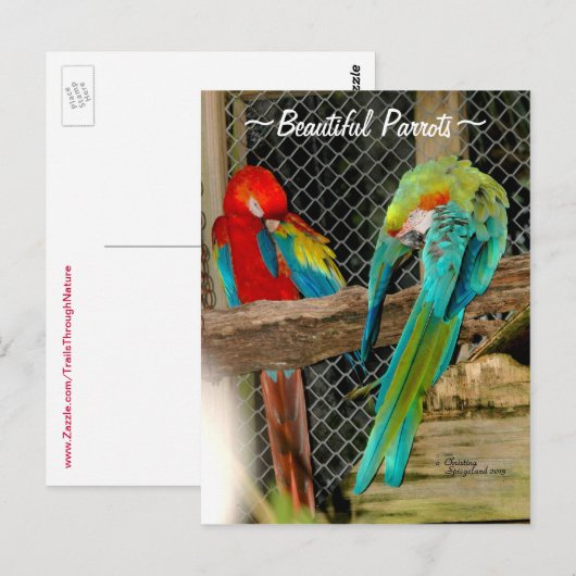 Briefkaart prachtige kleurrijke papaver (Voorkant / Achterkant)