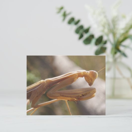 Briefkaart Praying Mantis (Staand voorkant)