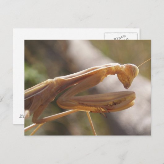 Briefkaart Praying Mantis (Voorkant / Achterkant)
