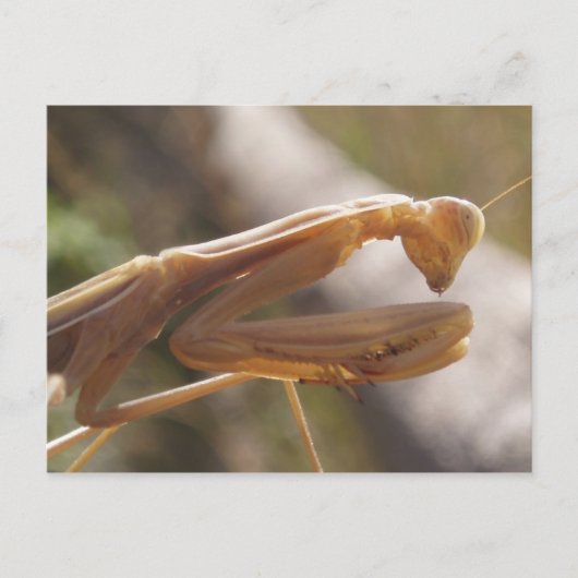 Briefkaart Praying Mantis (Voorkant)
