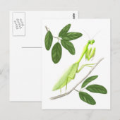 Briefkaart Praying Mantis (Voorkant / Achterkant)