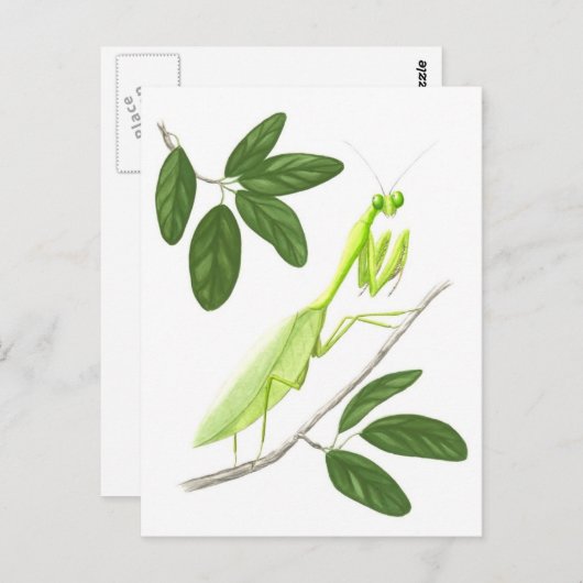 Briefkaart Praying Mantis (Voorkant / Achterkant)