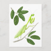 Briefkaart Praying Mantis (Voorkant)