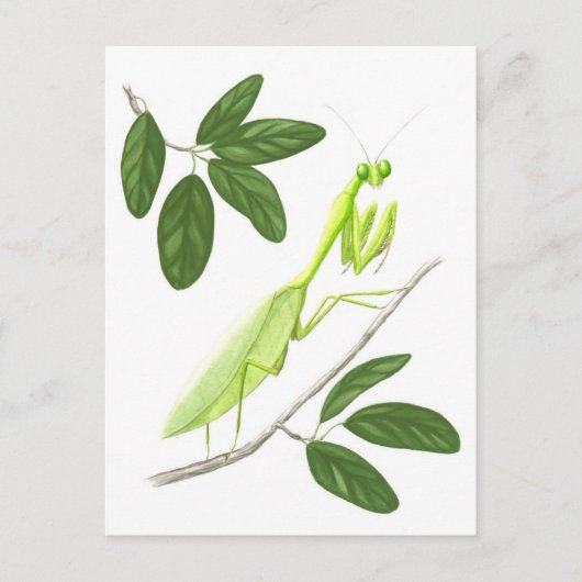 Briefkaart Praying Mantis (Voorkant)