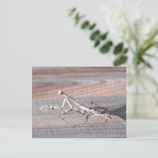 Briefkaart Praying Mantis (Staand voorkant)