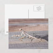 Briefkaart Praying Mantis (Voorkant / Achterkant)