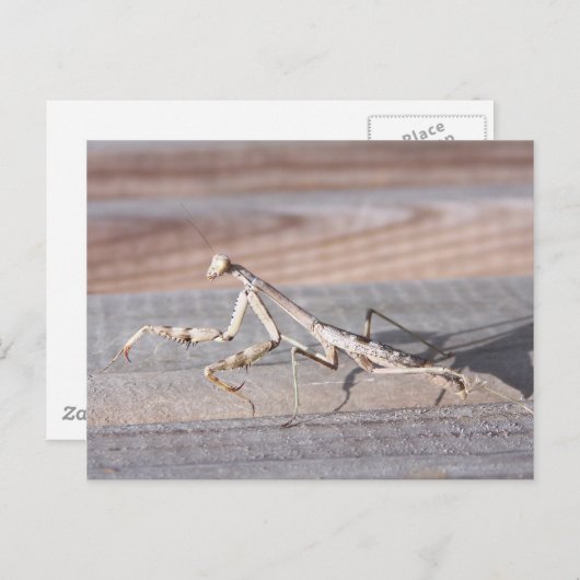 Briefkaart Praying Mantis (Voorkant / Achterkant)