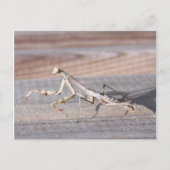 Briefkaart Praying Mantis (Voorkant)