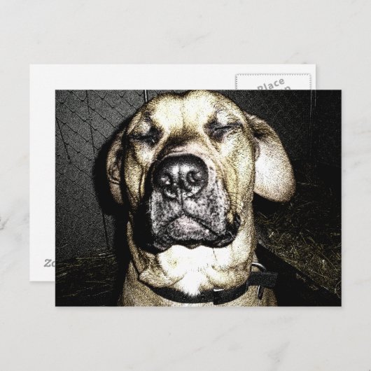 Briefkaart Presa Canario (Voorkant / Achterkant)