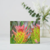Briefkaart - Protea in Kirstenbosch (Staand voorkant)