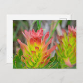 Briefkaart - Protea in Kirstenbosch (Voorkant / Achterkant)