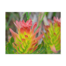 Briefkaart - Protea in Kirstenbosch