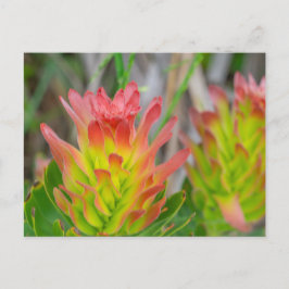 Briefkaart - Protea in Kirstenbosch