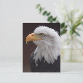 Briefkaart Proud Eagle (Staand voorkant)
