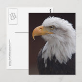Briefkaart Proud Eagle (Voorkant / Achterkant)